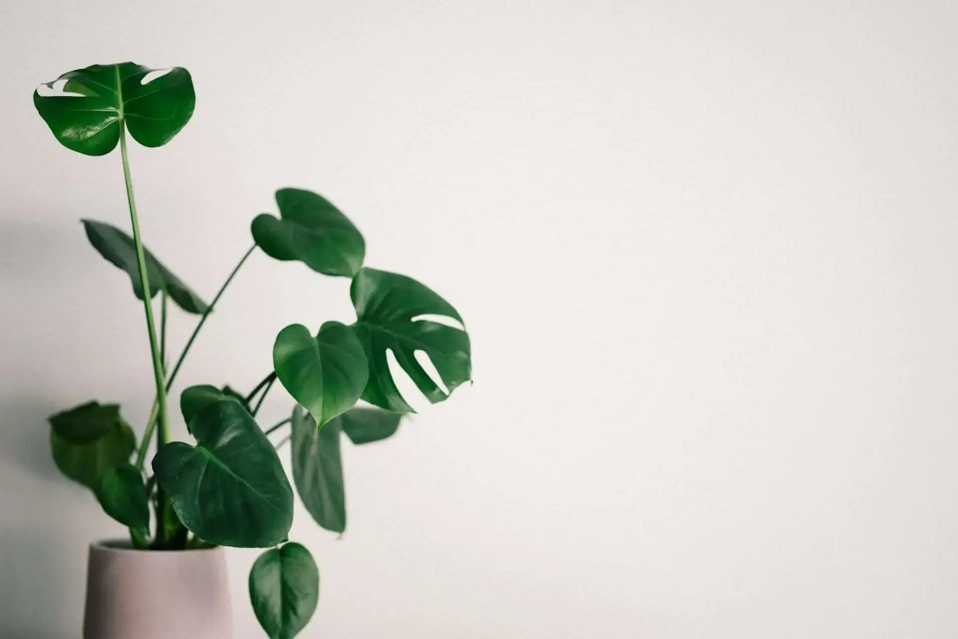 ©annie-spratt-by-unsplash